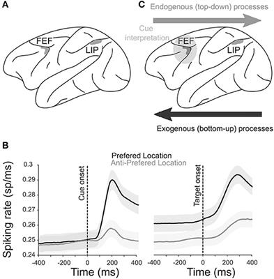 Revisiting Persistent Neuronal Activity During Covert Spatial Attention